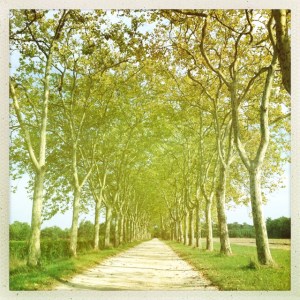 The stunning trees lining the drive at Chateau Guiraud.
