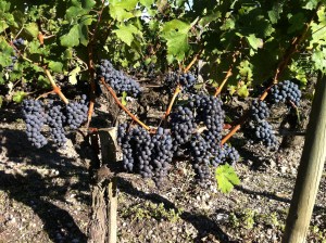 The grapes at near harvest.  The estate had begun to pick some fruit that morning.